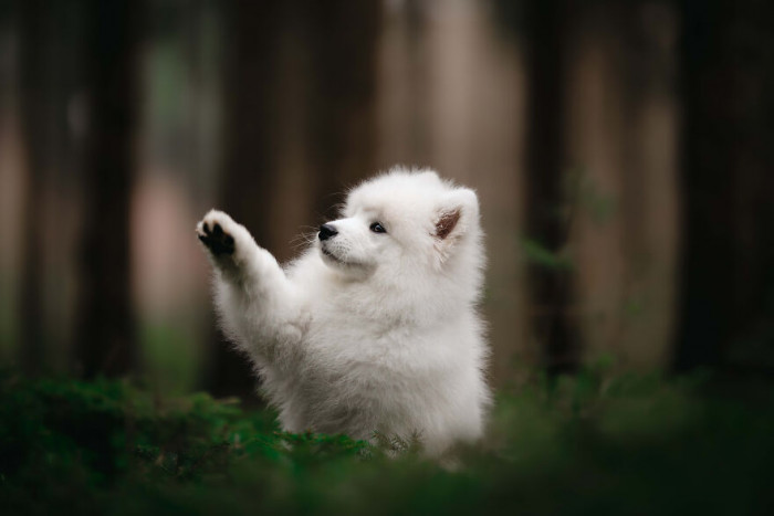 13. Somebody went to the shelter to adopt a pup and came home with a polar bear
