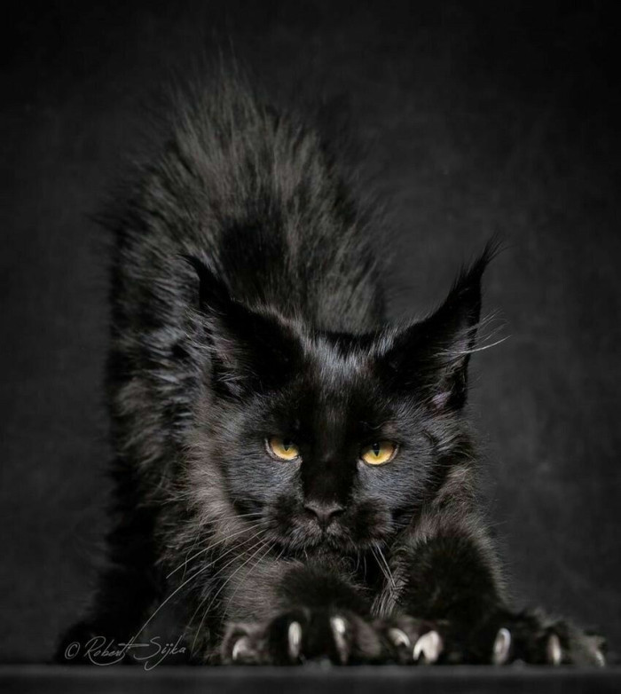 What is a black smoke Maine Coon?