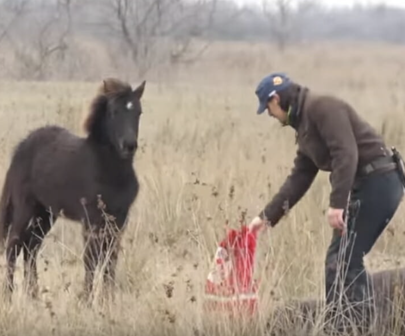 A vet from Four Paws discovered a wild horse chained in a field.