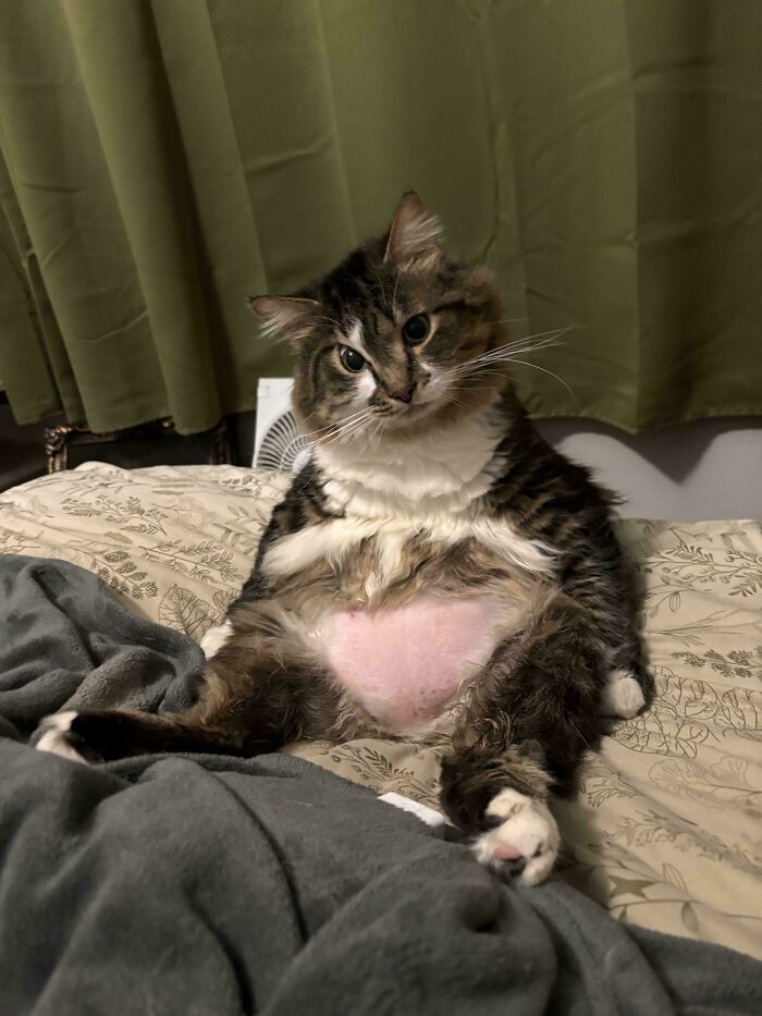 "I’m Not Entirely Sure If He’s A Cat Or An Unholy Amalgamation Of A Raccoon, A Bear, And A Middle-Aged Human Man"