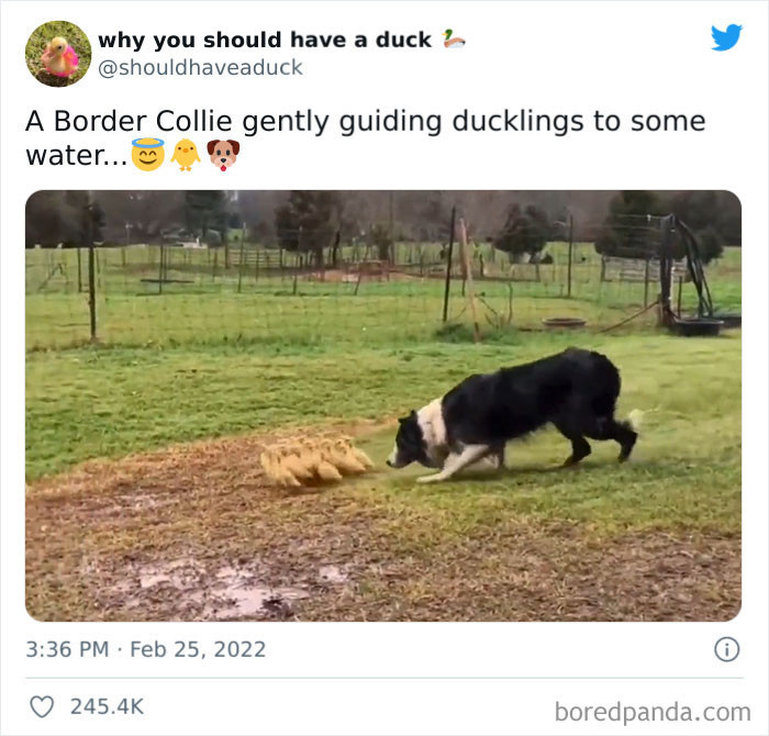 11. A nice act by a dog to ducks