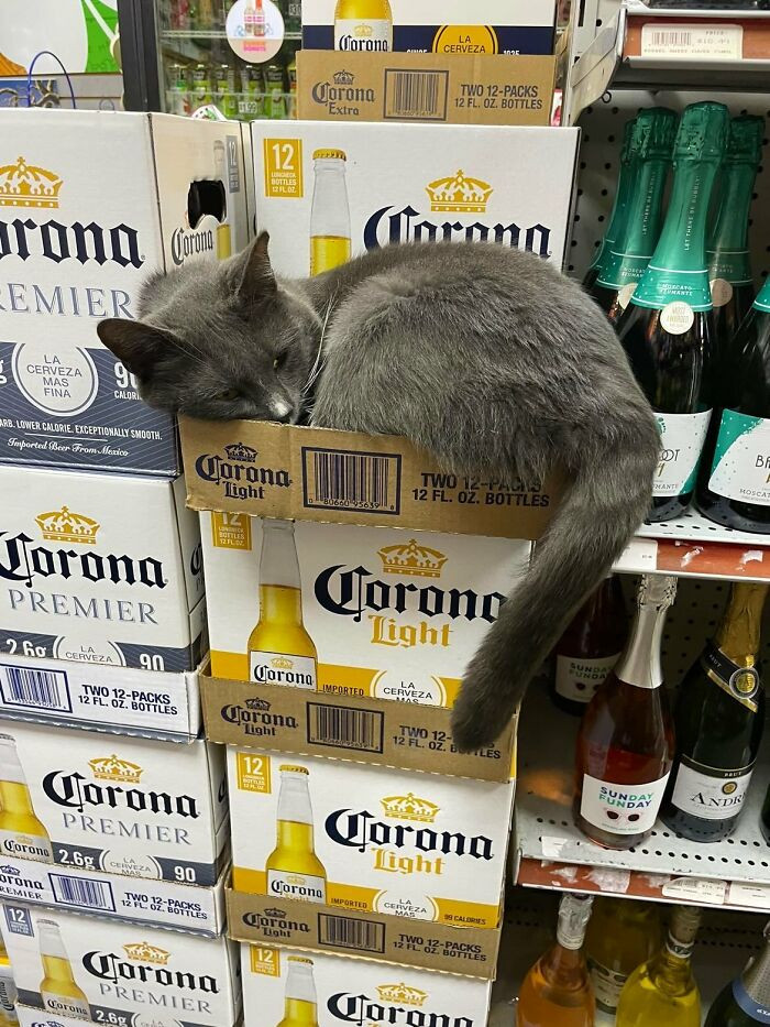 35. Can I get this particular six-pack?