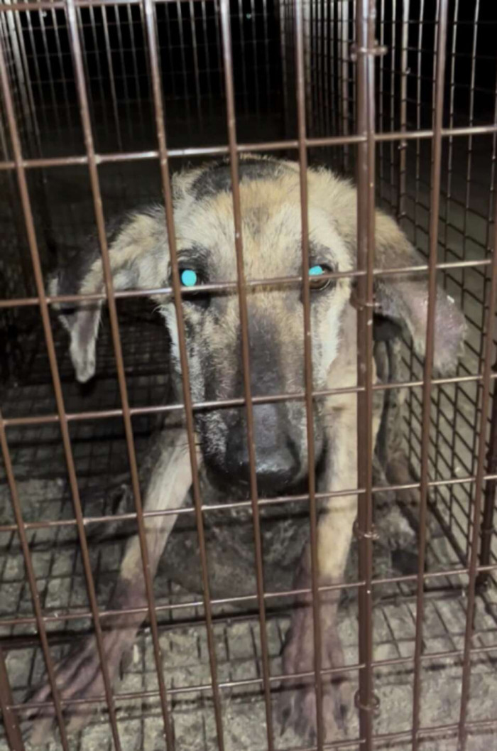 She got her name thanks to her stunning eyes. But the rest of her body was in terrible shape.