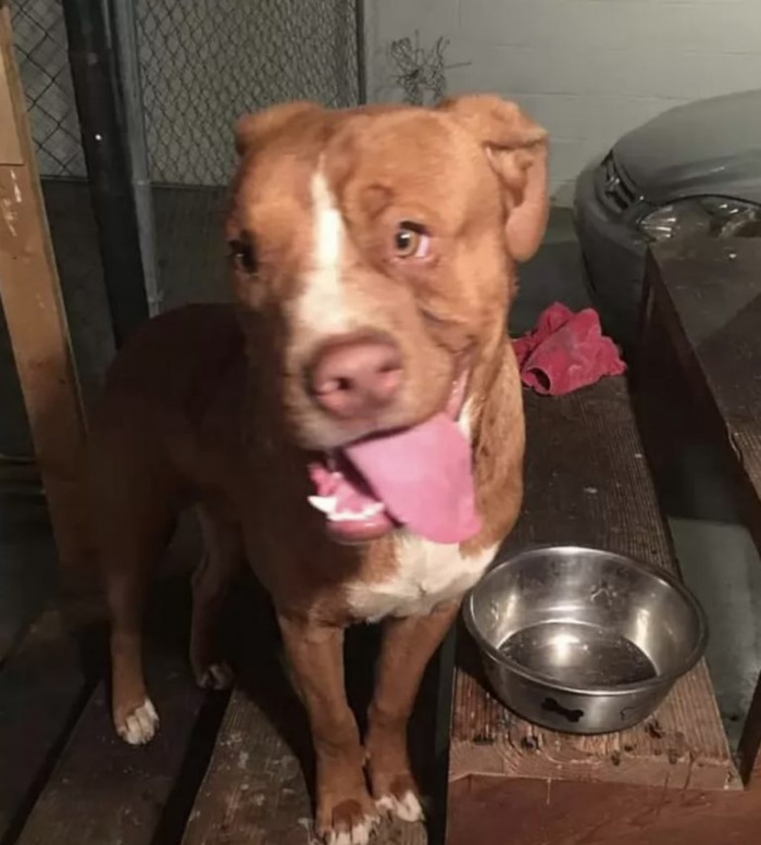 Woody, which is this pupper’s name, suffered the injury when he was still a puppy