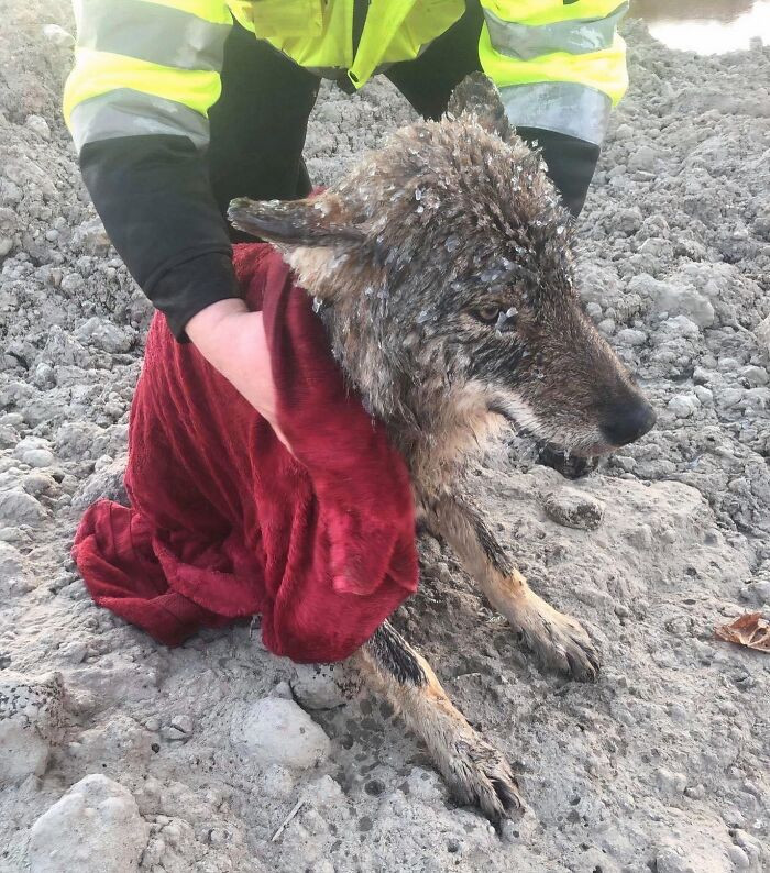 "Men Rescued Wolf They Mistake For A Dog"