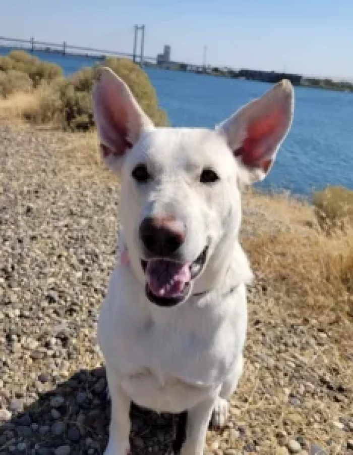 A forever family found, yet Duke's comfort and kindness remain unforgettable for Sophia