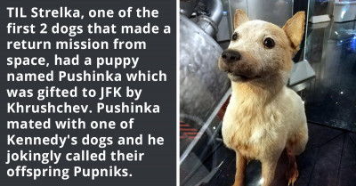 Redditors Learn How Strelka, A Dog Who Returned From A Space Mission, Had A Puppy Named Pushinka, Whose Offspring Were Jokingly Named Pupniks