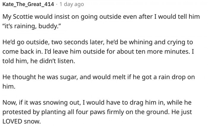 This dog thought he was sugar and would melt if the rain touched him.