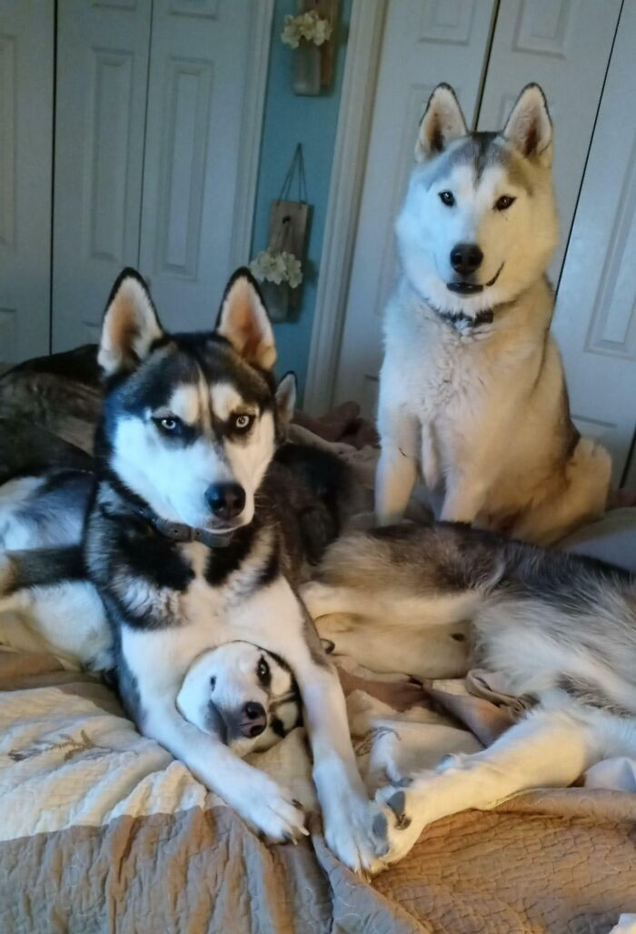 “How Many Triangles Are In This Picture?” Husky Version"