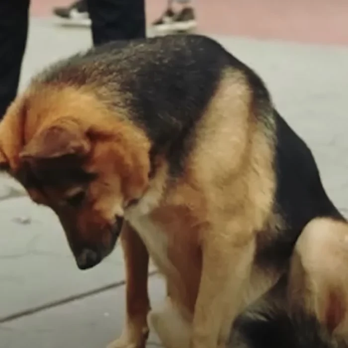 Annie, the woman from the butcher shop, helped the stray dog by feeding him.