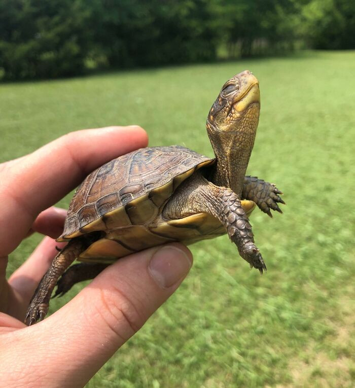 "Thankfully I Saved This Little Guy From My Lawnmower"