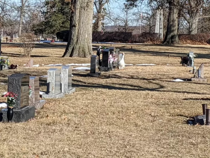 Blossom became a widow when Bud died, and she has been wandering the cemetery alone