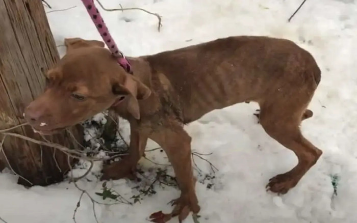 The woman was able to calm the puppy down and put a leash around its neck