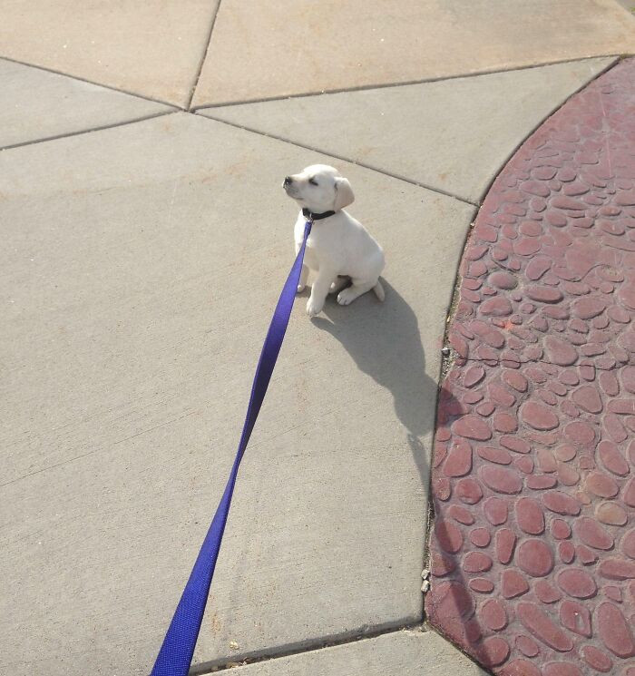 "Doggo’s First Walk. Not A Fan"