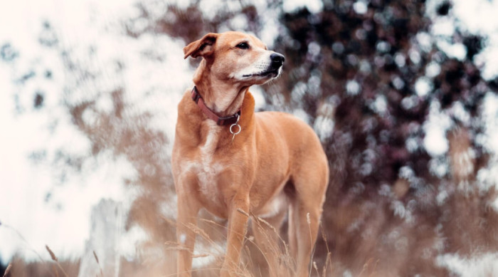 Best Hunting Dog Names