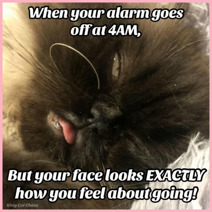 43. Can we just postpone?