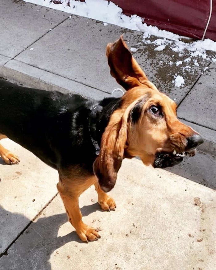 “Photoshoot goofs are usually treat motivated, and she gets a bit squirrelly and starts running around"