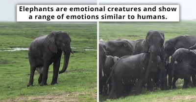 Elephant Herd Displays Heartwarming Family Bonding as They Welcome Newborn Calf