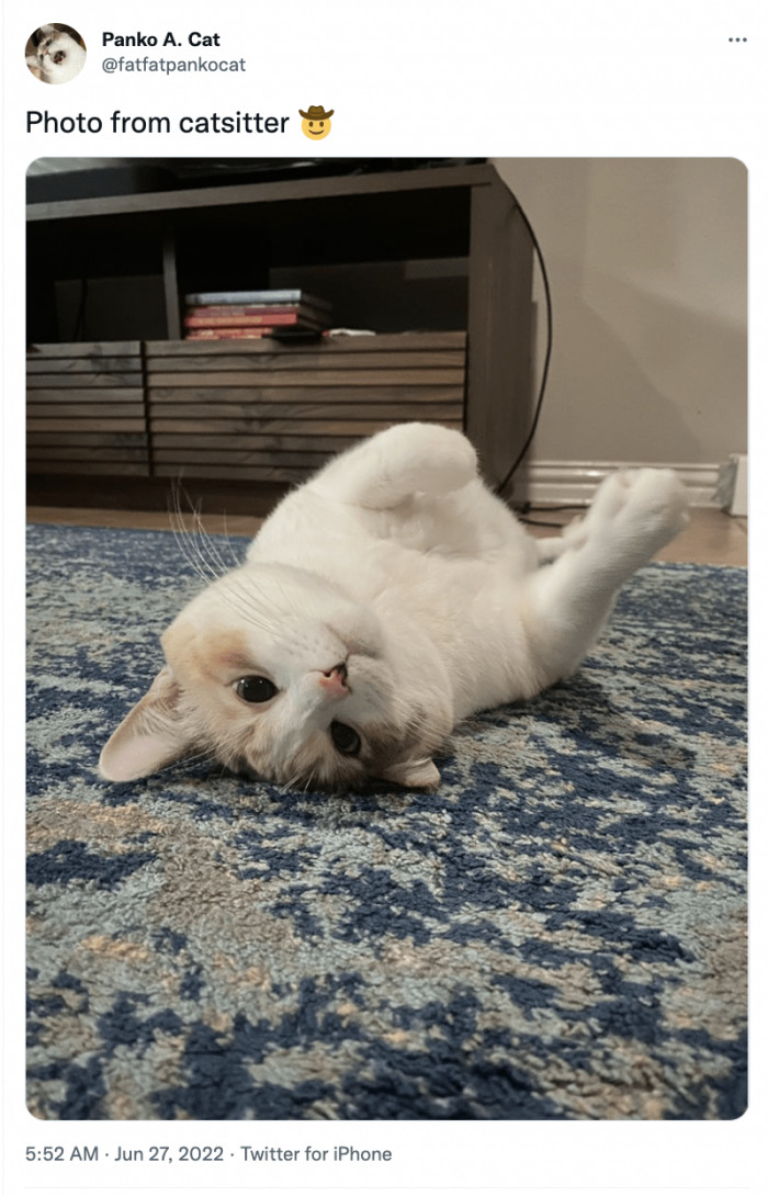 5. The cat sitter deserves a bonus for snapping a photo this cute.