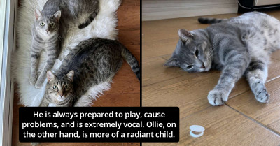 Two Adorable Cats Are Purrfect Companions Because One Loves Freshness Seals And The Other Enjoys Causing Havoc