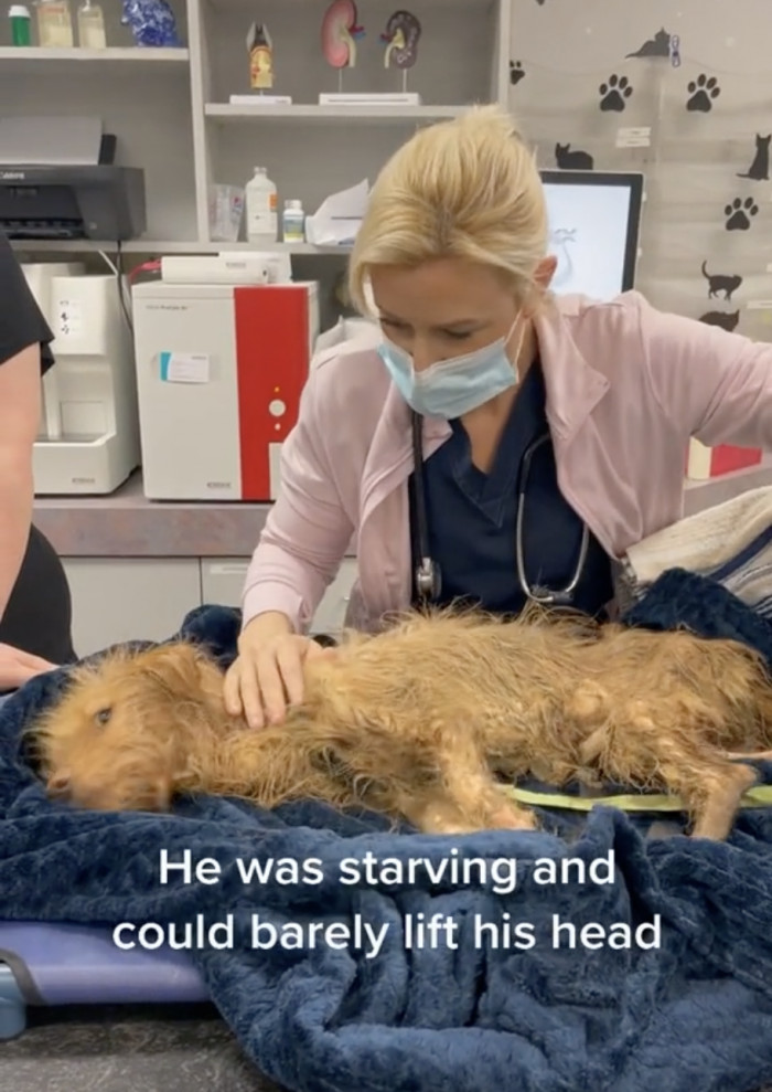 The dog didn't have any energy to move much