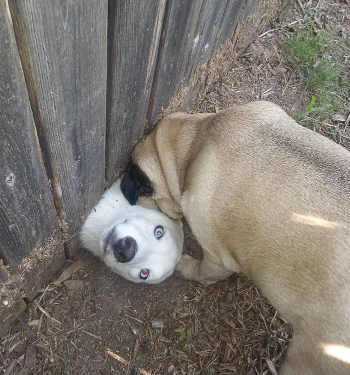 8. Neighbors Got A New Dog. He Seems To Really Love My Pug
