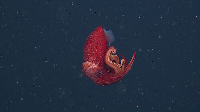 Strawberry Squid