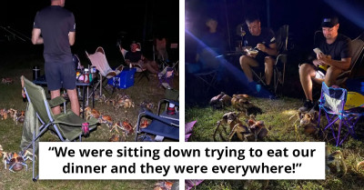 Giant Coconut Crabs Crash Family Picnic And Try To Steal Their Food