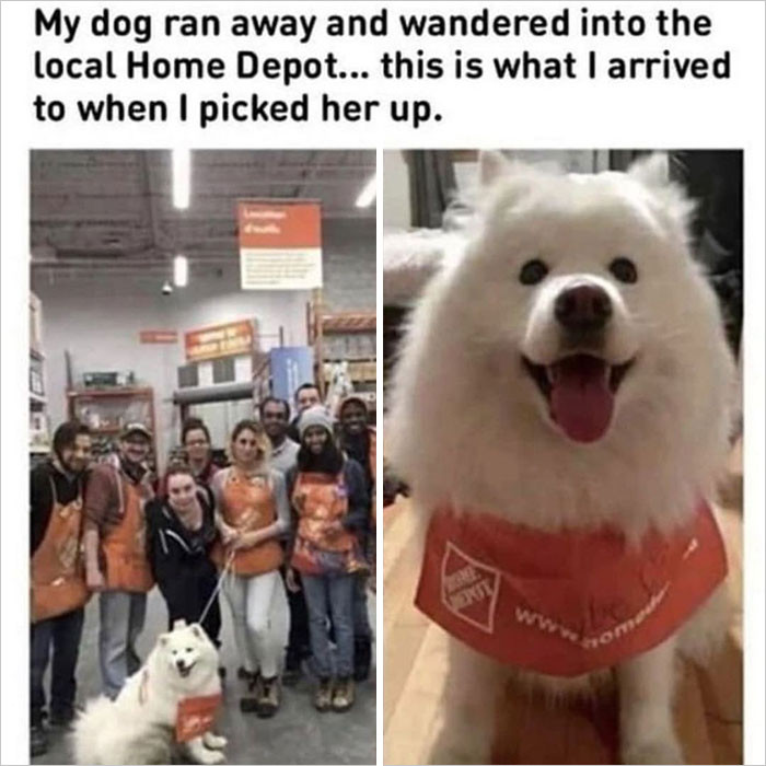 11. The dog is having so much fun