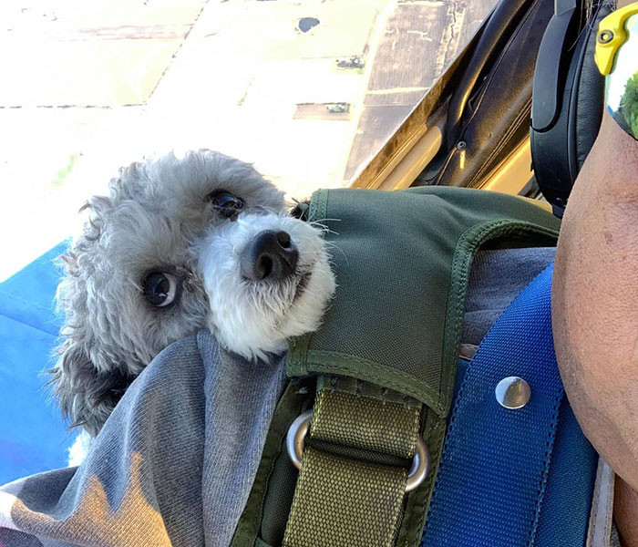 It consists of plane owners and volunteer pilots who provide their services for animal transportation to foster care and shelters.