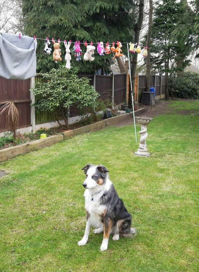 "My Mum Washed All The Dogs Toys. And Now He Won't Come In The House Without Them"