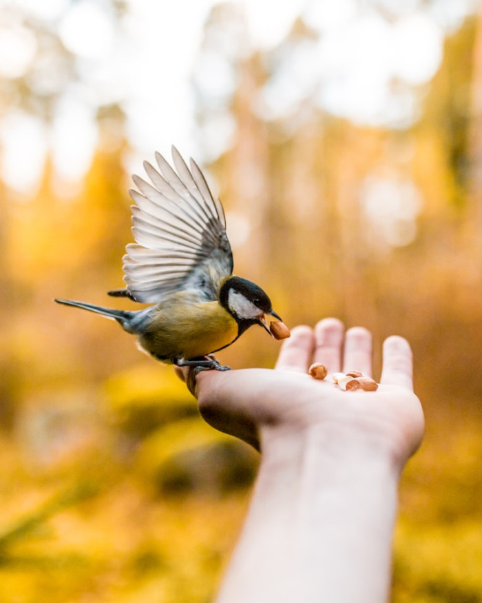 Why Uric Acid Helps Birds Conserve Water