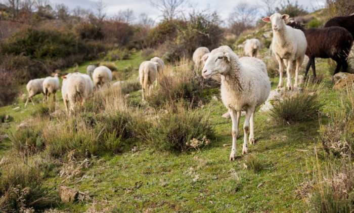 Ducks and rabbits near each other, easy beginner livestock options