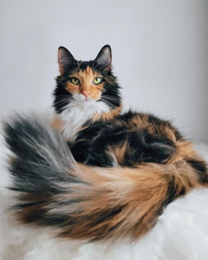 What does a calico Maine Coon look like?