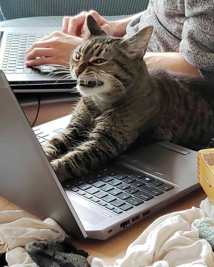 Cat staring at a human working, as if joining the task
