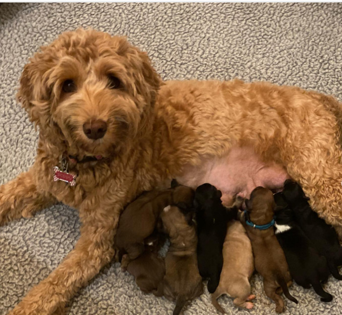 3. Multicolored potatoes