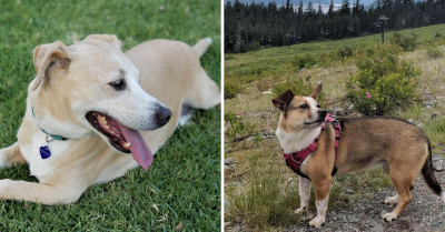 15 Unexpectedly Precious Corgi-Mixes, Each One Cute Enough To Jab Your Heart With Joy