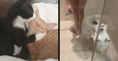 50 Amazing Reasons Why You Should Consider Getting A Cat, As Shared By A Twitter Account