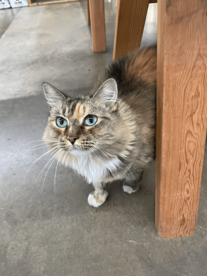 16. This cat from the store has dazzling blue eyes.