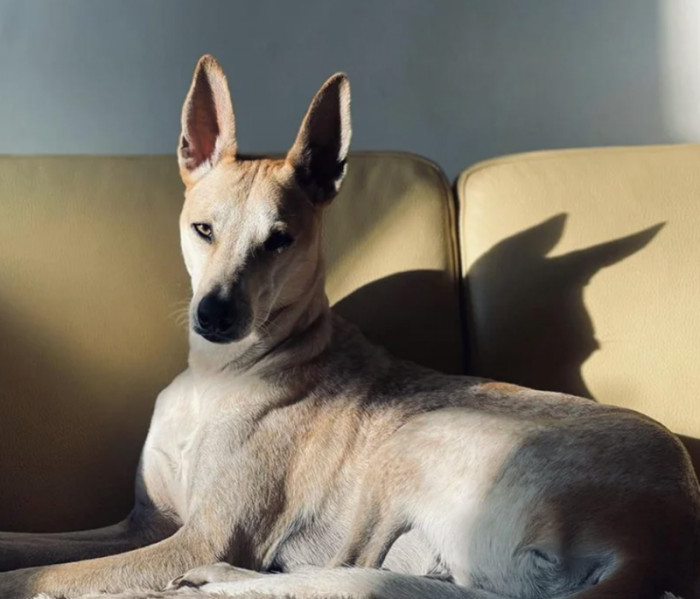 Rescue is indeed beautiful