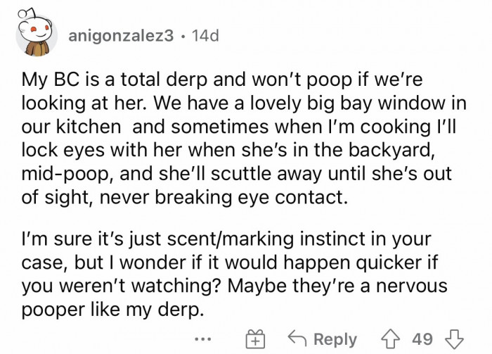 #7 Dog be like: Don't look at me. My poop is shy and won't come out.