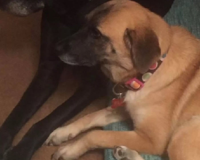 Zelda was a shy dog when she first came to Krueger
