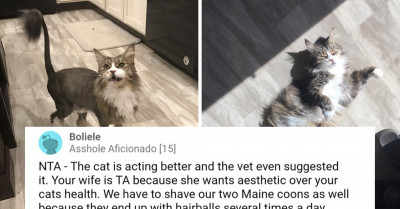Man Shaves Wifes Cat With Cat-Astrophic Results