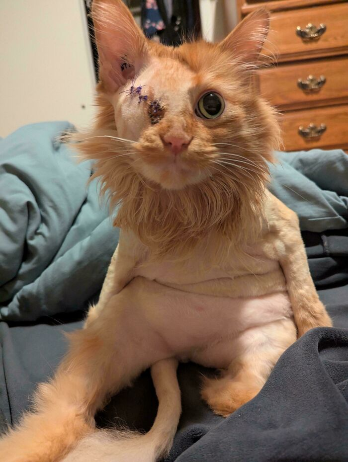 14. One eye, endless courage — the hero we didn’t deserve.