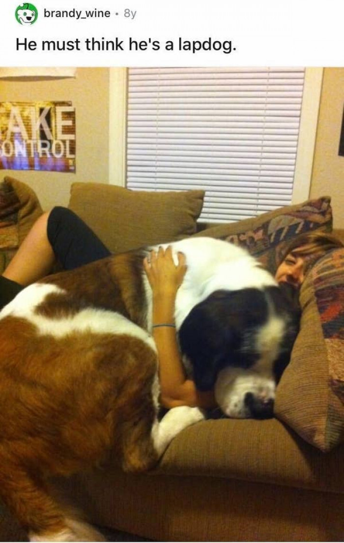 16. This dog, who is most likely still chomping down on his owner: