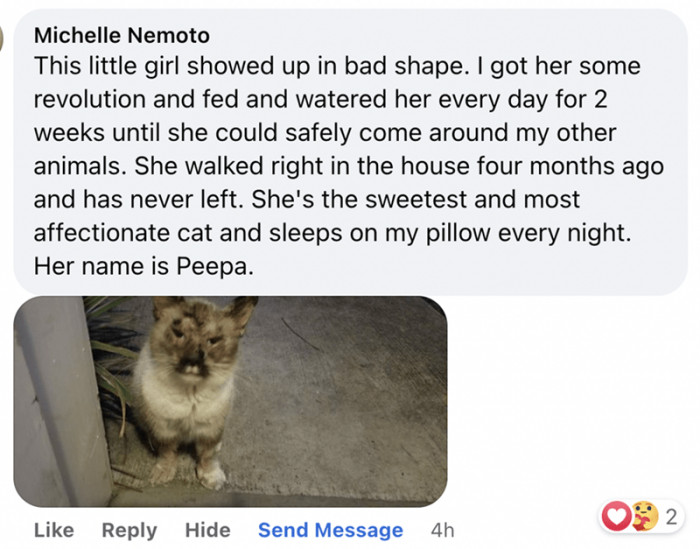 7. It takes only one lovely feline lover to make a massive difference in a cat’s life.