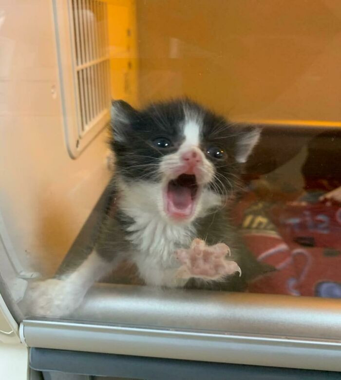 19. From a sick, dehydrated, and hungry stray to a little terror.