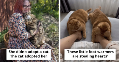 You Won't Be Able to Resist These Adorable Cats No Matter How Hard You Try