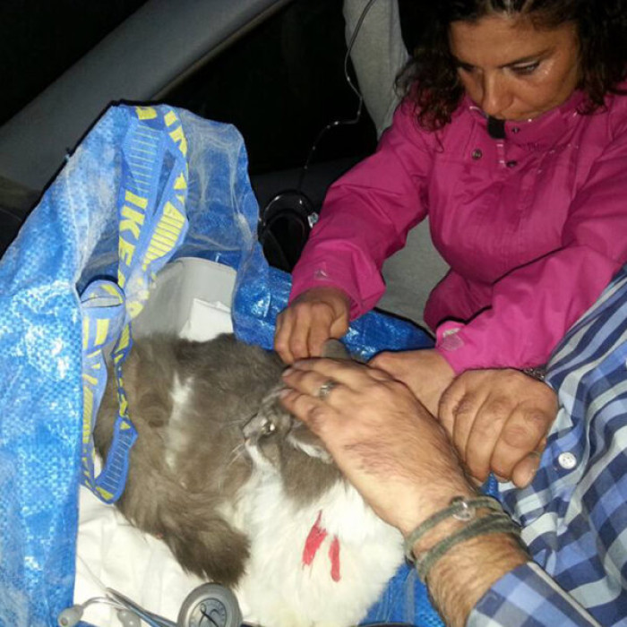 The homeowners were present to witness the demolition, and as they thought they had lost their cat, they were shocked to find that Rocco was still alive.