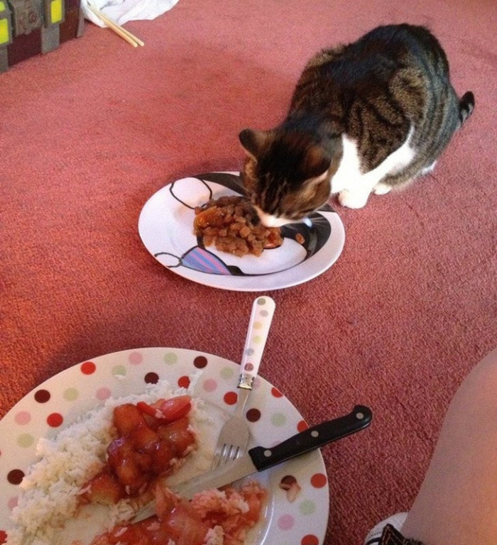 9. This cat eats only where her owner eats.